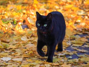 Read more about the article 6 суеверий и мифов о черной кошке