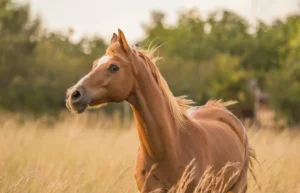 Read more about the article Сколько солнечного света нужно лошадям?  Факты, проверенные ветеринаром