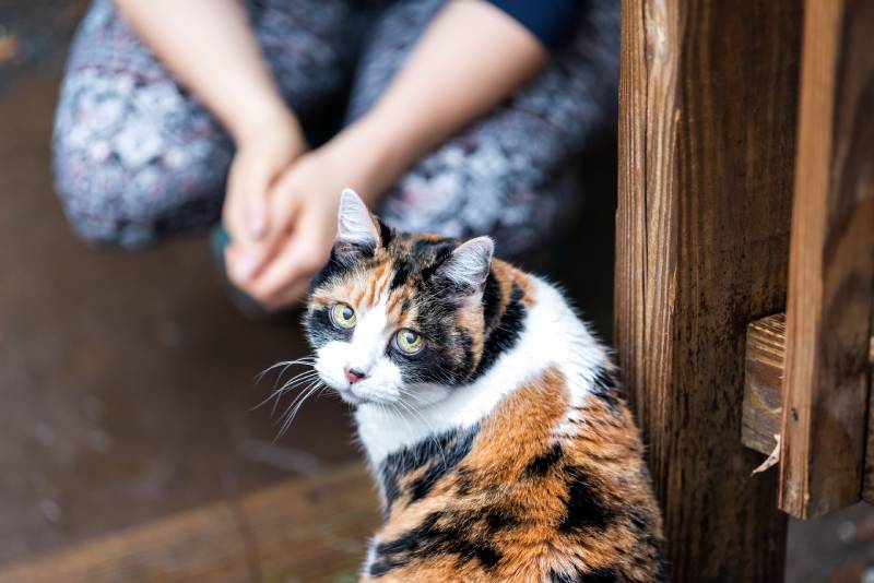 кошка калико в доме на заднем дворе у деревянного настила с сидящим хозяином