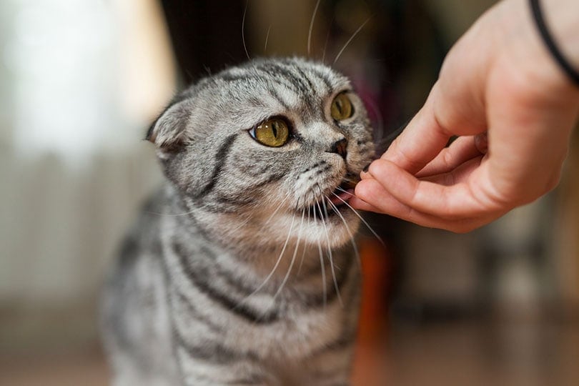 кошку кормят кошачьим лакомством или кошачьим кормом вручную