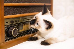 Read more about the article Может ли классическая музыка помочь кошкам расслабиться?  Что говорит наука