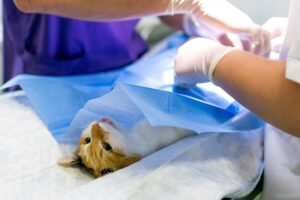 Read more about the article Как подготовить кошку к операции (ответ ветеринара)
