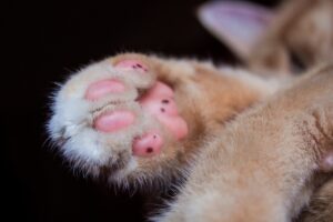 Read more about the article 9 увлекательных фактов о кошке Toe Beans, которые вас удивят