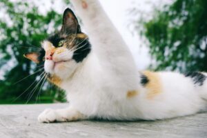 Read more about the article Почему кошки шлепают?  4 типичные причины