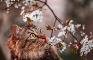 Read more about the article Может ли у кошек быть аллергия на пыльцу?  (Ответ ветеринара)