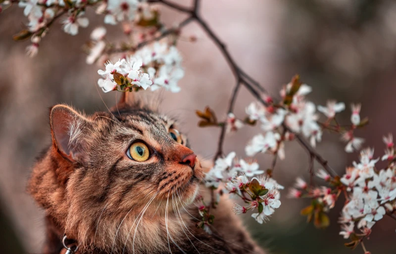 Кот нюхает цветы вишни