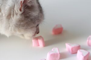 Read more about the article Можно ли кошкам есть зефир?  Факты о питании, проверенные ветеринаром