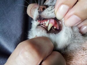 Read more about the article Пародонтит у кошек: признаки, причины и лечение