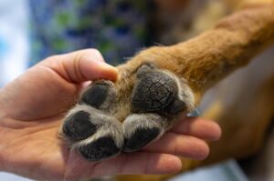 Read more about the article Как вылечить потрескавшиеся лапы у собаки: лечение, одобренное ветеринаром, советы и многое другое