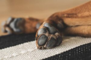 Read more about the article Сколько пальцев у собак?  Могут ли у них быть лишние пальцы?