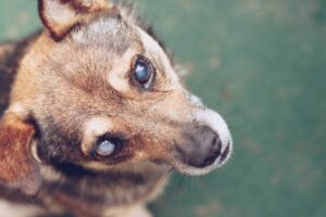Read more about the article Международный день слепых собак 2023: что это такое и когда его отмечают