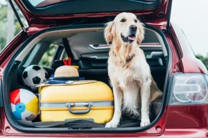 Read more about the article 15 советов, как сделать первый отпуск вашей собаки успешным