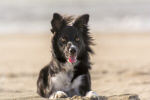 Read more about the article 10 лучших пляжей для собак в Аделаиде, Австралия (обновление 2023 г.): места без поводка и на поводке