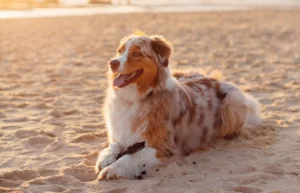 Read more about the article 10 лучших пляжей для собак в Массачусетсе (обновление 2023 г.)