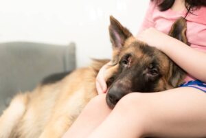 Read more about the article Почему моя собака кладет мне голову на меня?  — 14 вероятных причин такого поведения