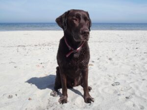 Read more about the article 9 лучших пляжей для собак в Неаполе, Флорида, в 2023 году: места для прогулок без поводка и на поводке
