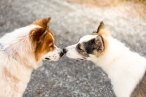 Read more about the article Могут ли собаки учуять рак у других собак?  Как они это делают?