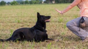 Read more about the article 15 забавных и простых трюков, которым можно научить взрослую собаку