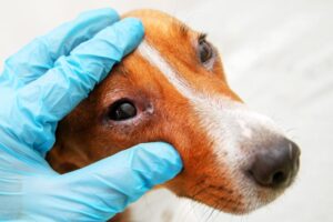 Read more about the article Конъюнктивит у собак: признаки, лечение и причины (ответ ветеринара)
