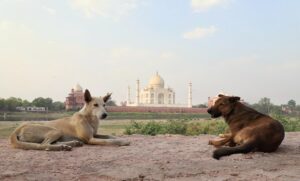 Read more about the article Собаки в индийской культуре и истории: как они вписываются?