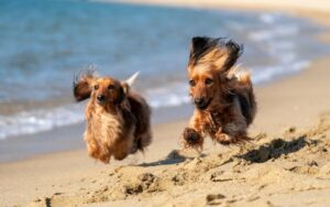 Read more about the article Разрешены ли собаки на пляжах острова Анна-Мария?  (и места для собак поблизости)