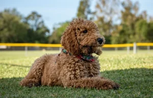 Read more about the article 18 типов цветов и узоров Goldendoodle (с иллюстрациями)