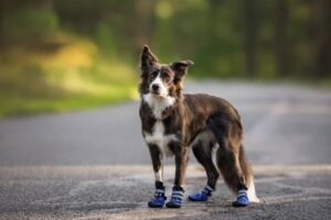 Read more about the article 8 лучших ботинок для собак для горячих тротуаров в 2023 году — обзоры и лучший выбор