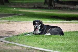 Read more about the article 6 отличных парков для собак без поводка в Форт-Уэрте, штат Техас, которые вы можете посетить сегодня