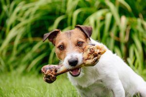 Read more about the article Безопасны ли кости для моей собаки?  Одобренные ветеринаром факты и руководство по безопасности