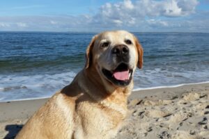 Read more about the article 9 лучших пляжей для собак в Сан-Франциско, Калифорния, в 2023 году (с фотографиями)
