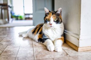 Read more about the article Жестоко ли иметь только одну кошку?  Удивительный ответ!