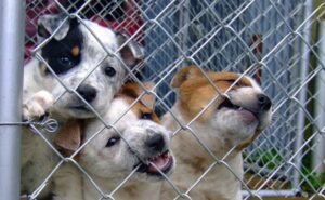 Read more about the article День осведомленности Puppy Mill 2023: что это такое и когда его отмечают