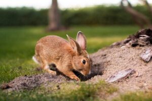 Read more about the article Почему кролики роют норы?  10 причин такого поведения