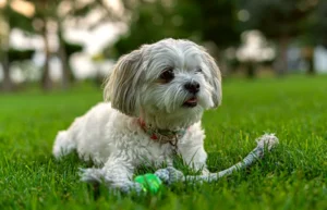 Read more about the article 8 причин, почему игрушки для собак и игровое время важны для собак