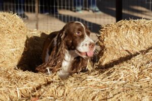 Read more about the article Что такое Barn Hunt для собак?  Информация, руководство и с чего начать