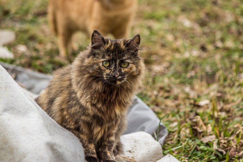 черепаховая персидская кошка на природе