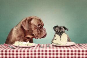 Read more about the article Могут ли собаки есть салат?  Одобренные ветеринаром факты и часто задаваемые вопросы