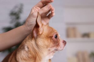 Read more about the article 7 комплексных методов лечения собак (о которых вы должны знать)