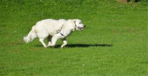 Read more about the article 10 отличных парков для собак без поводка в Гиг-Харборе, штат Вашингтон, которые вы можете посетить сегодня