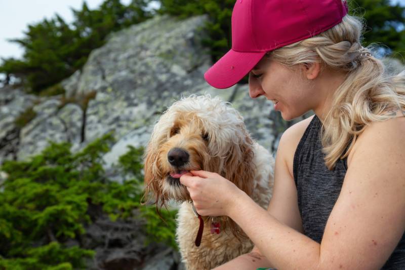 Женщина угощает свою собаку Goldendoodle на природе