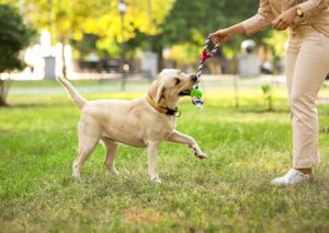 Read more about the article 6 отличных парков для собак без поводка во Фресно, Калифорния (обновление 2023 г.)