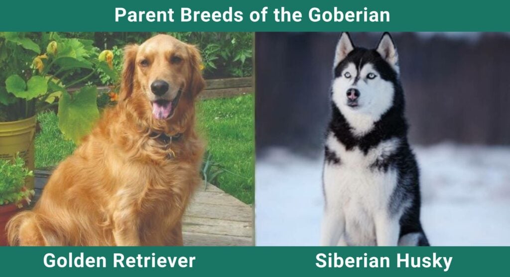 Parent_breds_Goberian