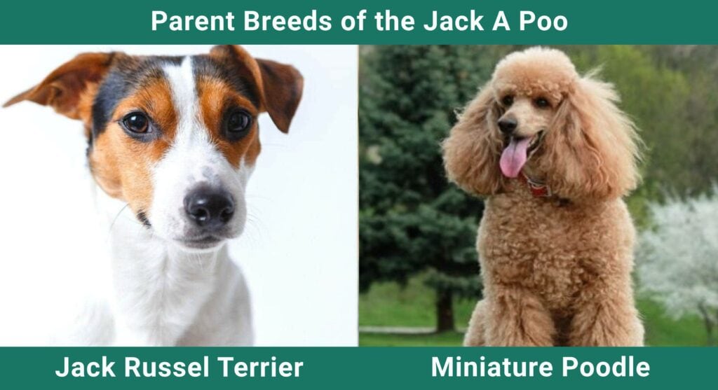 Parent_breds_Jack-A-Poo