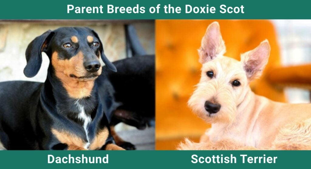 Parent_breeds_Doxy Scot (1)