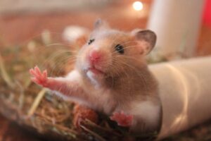 Read more about the article Есть ли у мышей чувства?  Вот что говорит наука!