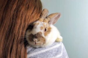 Read more about the article Могут ли кролики чувствовать человеческие эмоции?  Научный ответ