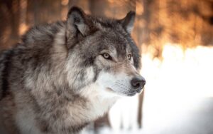 Read more about the article Могут ли волки и собаки спариваться?  Что говорит наука