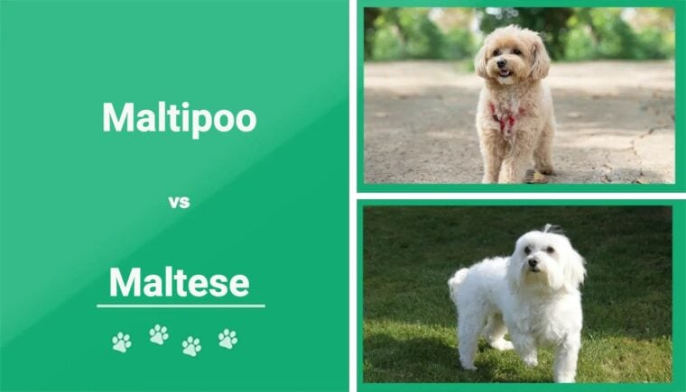 Maltipoo-VS-мальтийская особенность