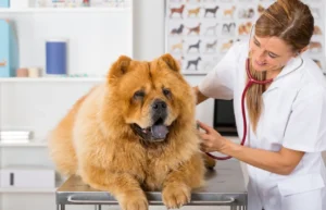 Read more about the article Как проверить частоту сердечных сокращений собаки: 6 советов, одобренных ветеринаром