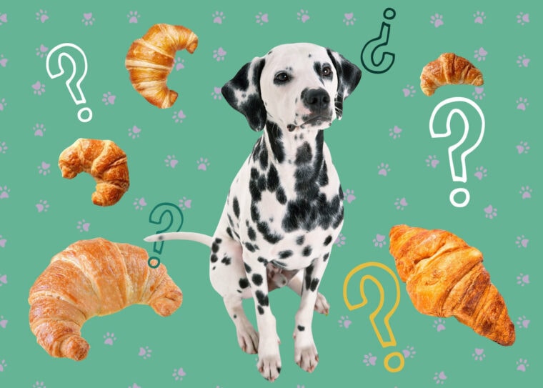 Can-Dogs-Eat-Croissants new